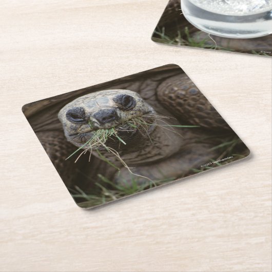 Weiden lassende Aldabra Schildkröte Rechteckiger Pappuntersetzer (angewinkelt)