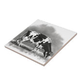 Weiden lassende Holstein-Kuh: Fliese (Seite)