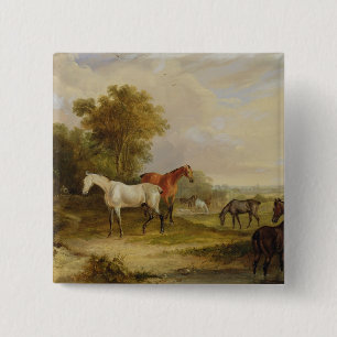 Weiden lassende Pferde: Ein grauer Stallion, der Button