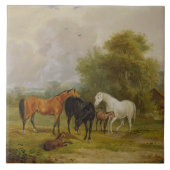 Weiden lassende Pferde: Stuten und Fohlen auf Fliese (Vorderseite)