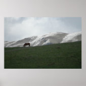 Weiden Poster (Vorne)