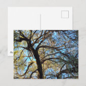 Weidenbaum Postkarte (Vorne/Hinten)