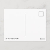 Weidenbaum Postkarte (Rückseite)