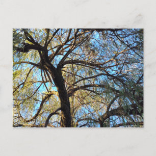 Weidenbaum Postkarte