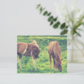 weidende Pferde Postkarte (Stehend Vorderseite)