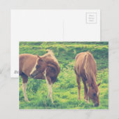 weidende Pferde Postkarte (Vorne/Hinten)
