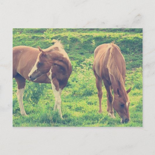 weidende Pferde Postkarte (Vorderseite)