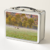 Weidenelch - Lunchbox (Vorderseite)