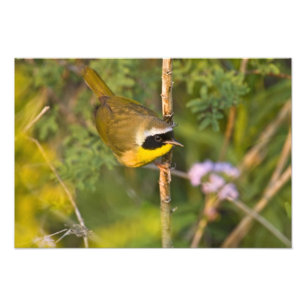 Weidengelbkehlchen Geothlypis trichas) Männchen, Fotodruck