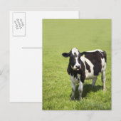 Weidenkühe Postkarte (Vorne/Hinten)