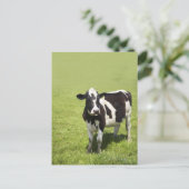 Weidenkühe Postkarte (Stehend Vorderseite)