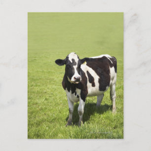 Weidenkühe Postkarte