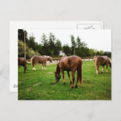 Weidenlandschaft Postkarte (Vorne/Hinten)