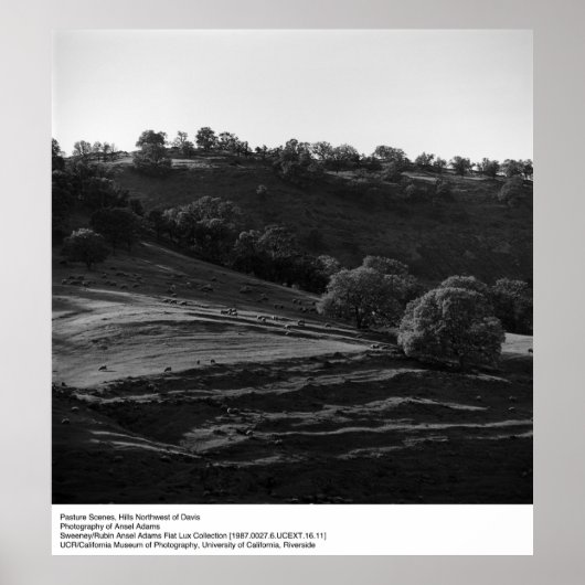 Weidenlandschaft von Ansel Adams Poster (Vorne)