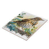 Weidenlarche auf einem soliden, weißen Hintergrund Fliese (Seite)