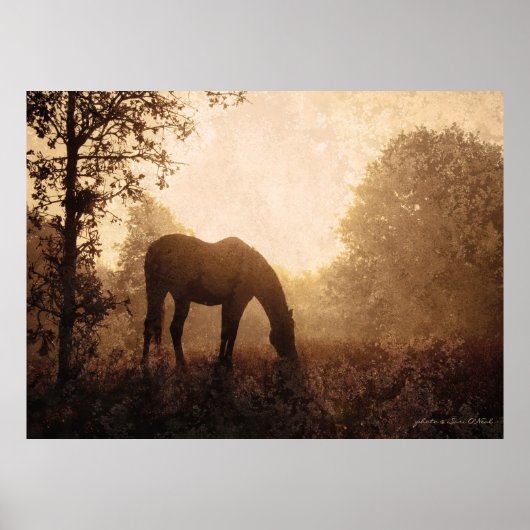 Weidepferd am Foggy Morning Poster (Vorne)