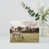 Weidepferd im alten Stil Postkarte (Stehend Vorderseite)