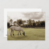 Weidepferd im alten Stil Postkarte (Vorne/Hinten)
