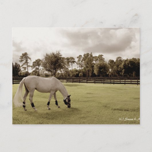 Weidepferd im alten Stil Postkarte (Vorderseite)