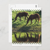 Weidepferd Postkarte (Vorne/Hinten)