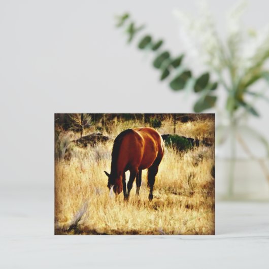 Weidepferd Postkarte (Stehend Vorderseite)