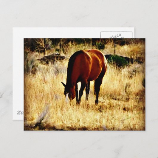 Weidepferd Postkarte (Vorne/Hinten)