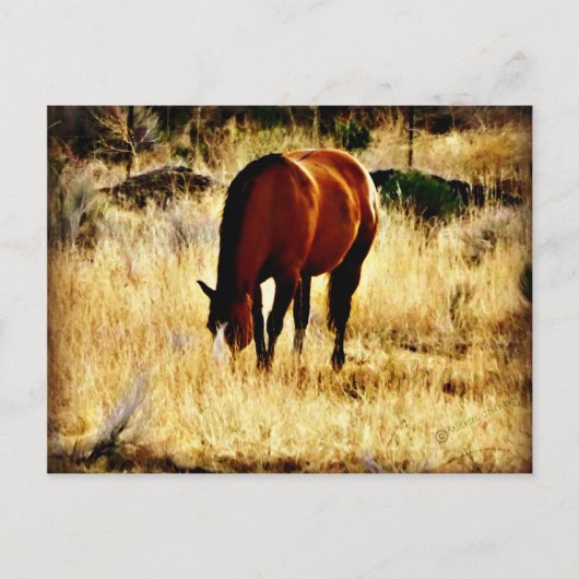 Weidepferd Postkarte (Vorderseite)