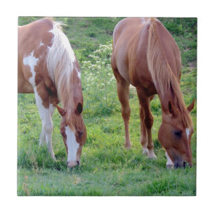 Weidepferde Fliese