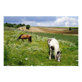 Weidepferde Fotodruck (Vorne)