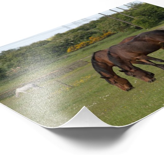 Weidepferde Fotodruck (Ecke)