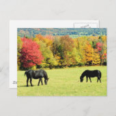 Weidepferde im Herbst Postkarte (Vorne/Hinten)