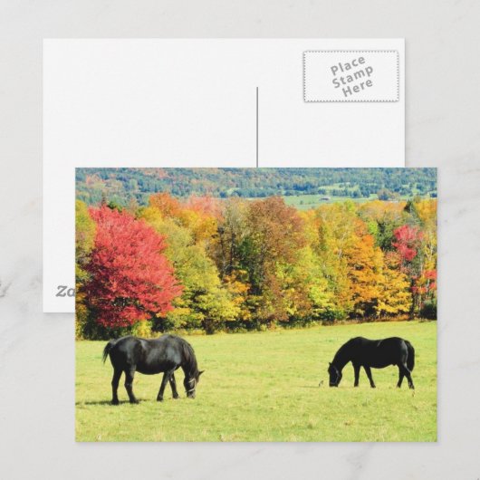 Weidepferde im Herbst Postkarte (Vorne/Hinten)