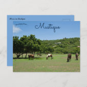 Weidepferde in Mustique Postkarte (Vorne/Hinten)