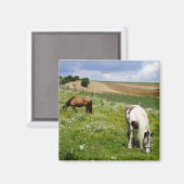 Weidepferde Magnet (Vorderseite/Rückseite)