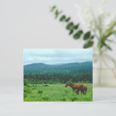 Weidepferde mit Bergrücken Postkarte (Stehend Vorderseite)