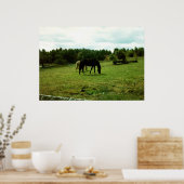 Weidepferde Poster (Küche)