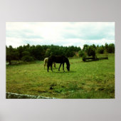 Weidepferde Poster (Vorne)
