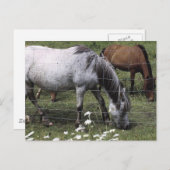 Weidepferde Postkarte (Vorne/Hinten)