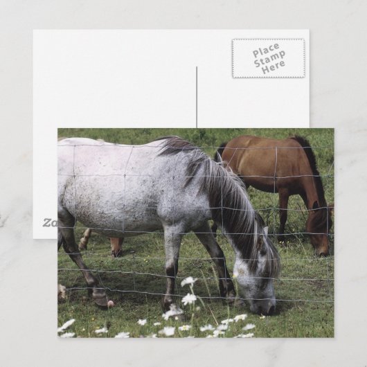 Weidepferde Postkarte (Vorne/Hinten)