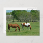 Weidepferde Postkarte (Vorne/Hinten)
