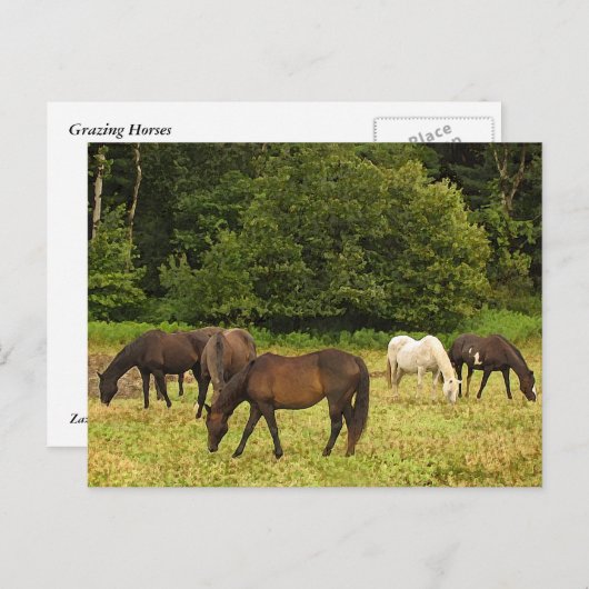 Weidepferde Postkarte (Vorne/Hinten)