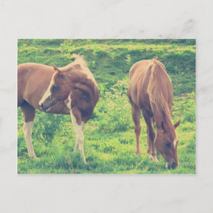 Weidepferde Postkarte