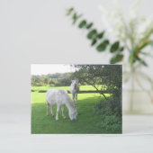 Weidepferde Postkarte (Stehend Vorderseite)