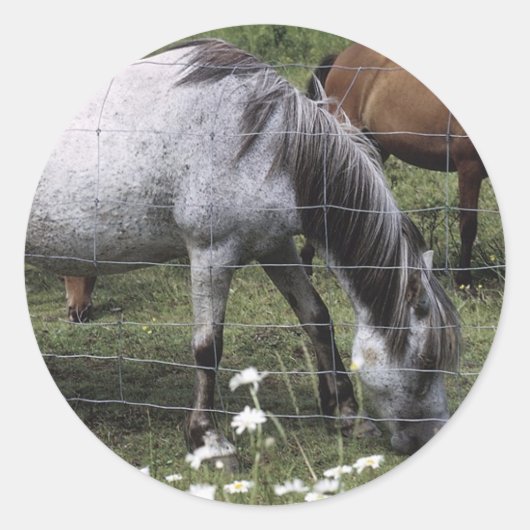 Weidepferde Runder Aufkleber (Vorderseite)