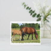 WeidePferfamilie Postkarte (Stehend Vorderseite)