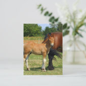 WeidePferfamilie Postkarte (Stehend Vorderseite)