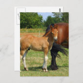 WeidePferfamilie Postkarte (Vorne/Hinten)