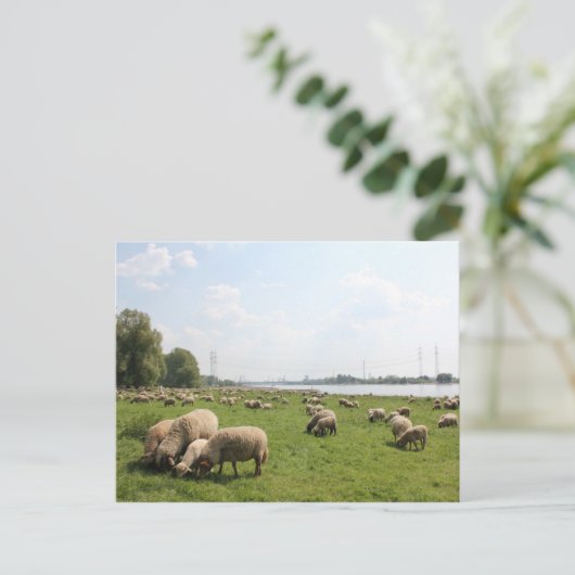 Weideschaf am Rhein Postkarte (Stehend Vorderseite)