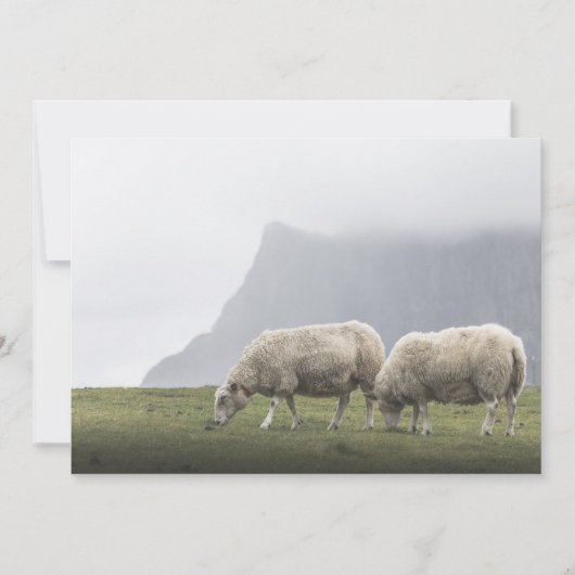 Weideschaf-Natur-Foto (Vorderseite)