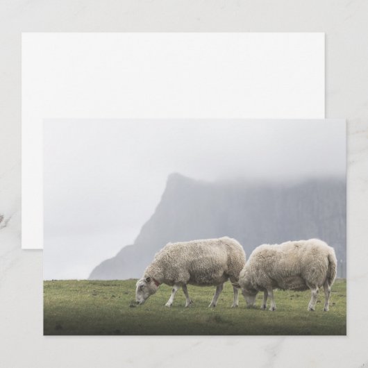 Weideschaf-Natur-Foto (Vorne/Hinten)